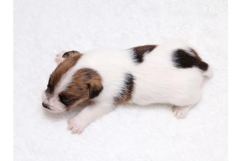 成約済の栃木県のジャックラッセルテリア-35244の1枚目