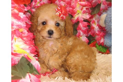 成約済の茨城県のトイプードル-35260の2枚目