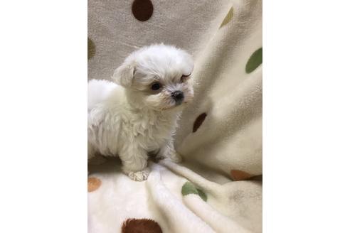 成約済の岐阜県のマルチーズ-35265の2枚目