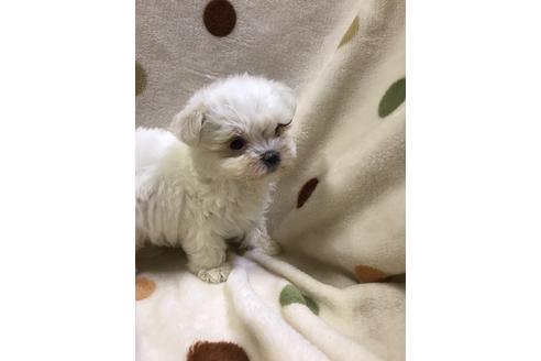 成約済の岐阜県のマルチーズ-35265の1枚目