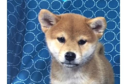 成約済の愛知県の柴犬-33485の1枚目