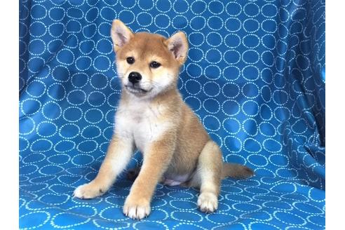 成約済の愛知県の柴犬-33485の2枚目
