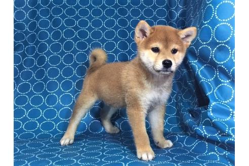 成約済の愛知県の柴犬-33485の3枚目