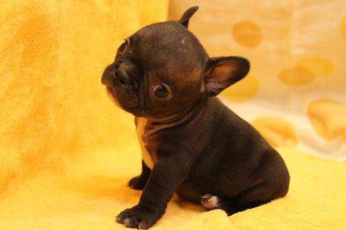 成約済の愛知県のフレンチブルドッグ-34564の5枚目