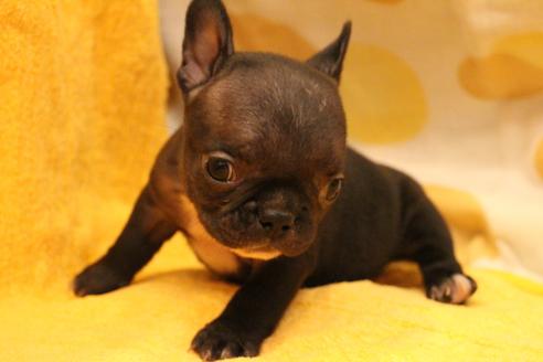 成約済の愛知県のフレンチブルドッグ-34564の4枚目