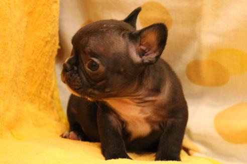 成約済の愛知県のフレンチブルドッグ-34564の3枚目