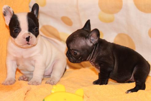 成約済の愛知県のフレンチブルドッグ-34564の2枚目