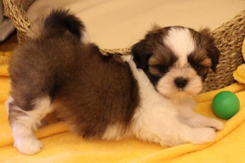 成約済の愛知県のシーズー-34349の5枚目