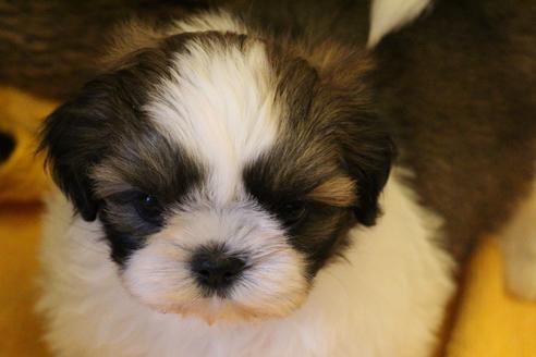 成約済の愛知県のシーズー-34349の4枚目