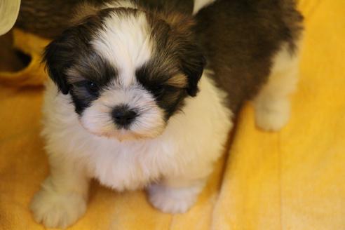 成約済の愛知県のシーズー-34349の3枚目