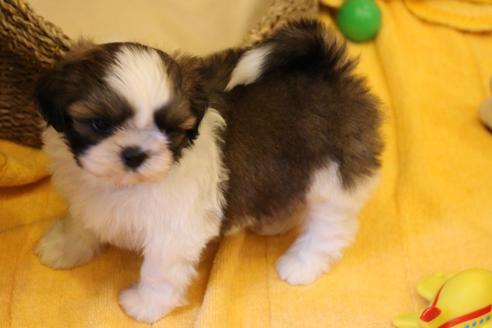 成約済の愛知県のシーズー-34349の2枚目