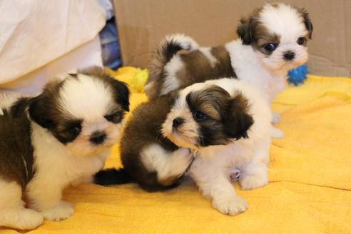 成約済の愛知県のシーズー-34349の1枚目