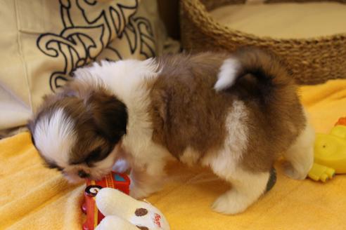 成約済の愛知県のシーズー-34348の5枚目