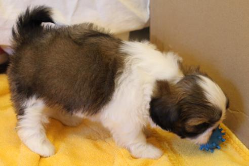 成約済の愛知県のシーズー-34348の3枚目