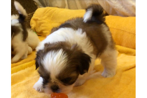 成約済の愛知県のシーズー-34348の2枚目