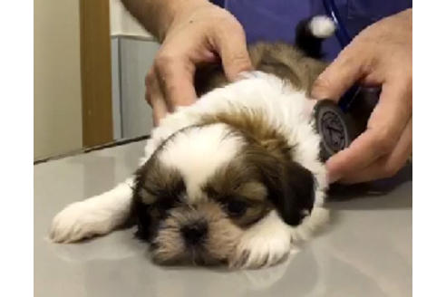 成約済の愛知県のシーズー-34348の1枚目