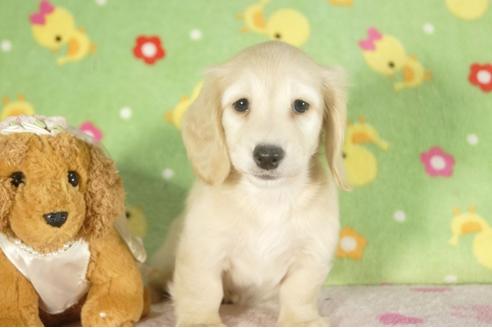 成約済の兵庫県のミニチュアダックスフンド-34591の4枚目