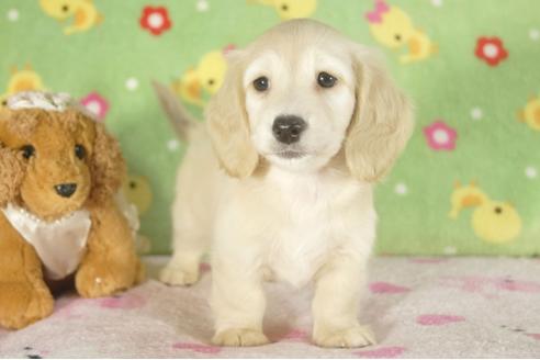 成約済の兵庫県のミニチュアダックスフンド-34591の1枚目