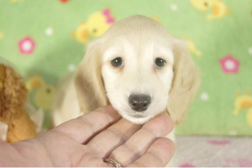 成約済の兵庫県のミニチュアダックスフンド-34591の2枚目