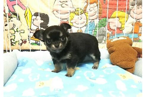 成約済の秋田県のチワワ-35318の2枚目