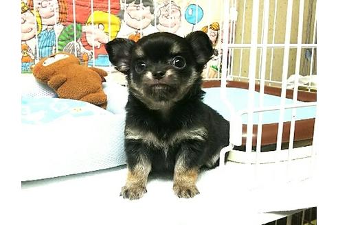 成約済の秋田県のチワワ-35318の3枚目