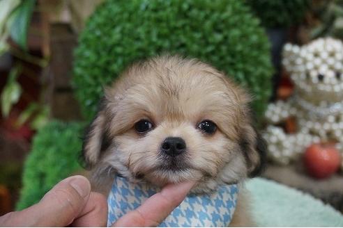 成約済の京都府のミックス犬-34947の3枚目