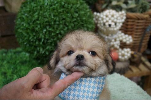 成約済の京都府のミックス犬-34947の1枚目