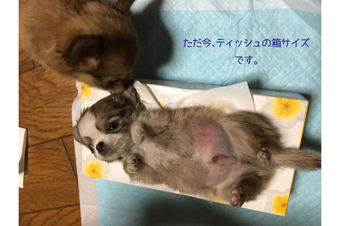 成約済の愛知県のチワワ(ロングコート)-34493の1枚目