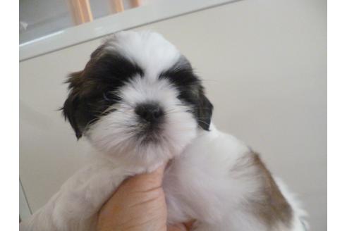 成約済の福岡県のシーズー-35335の4枚目