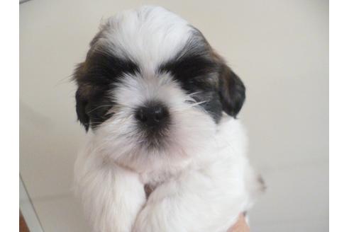 成約済の福岡県のシーズー-35335の2枚目