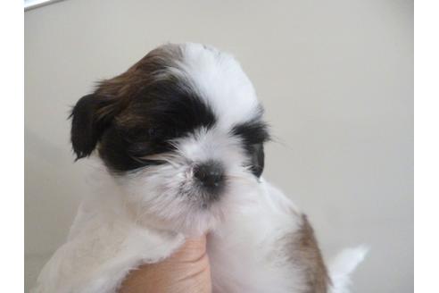 成約済の福岡県のシーズー-35335の3枚目