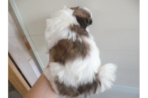 成約済の福岡県のシーズー-35335の1枚目