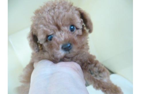 成約済の福岡県のトイプードル-35336の4枚目