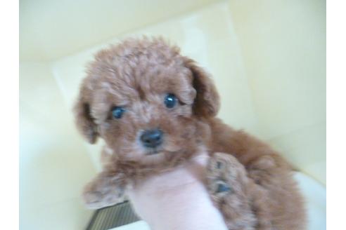 成約済の福岡県のトイプードル-35336の3枚目