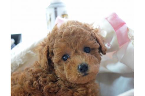 成約済の埼玉県のトイプードル-33850の2枚目