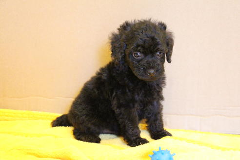 成約済の愛知県のトイプードル-34341の5枚目