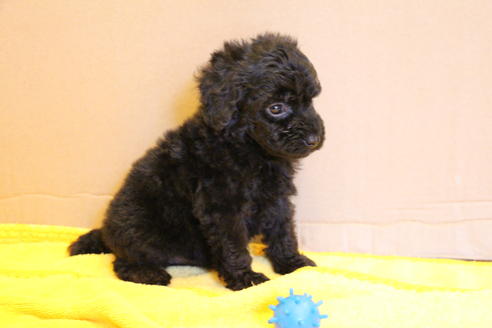 成約済の愛知県のトイプードル-34341の4枚目