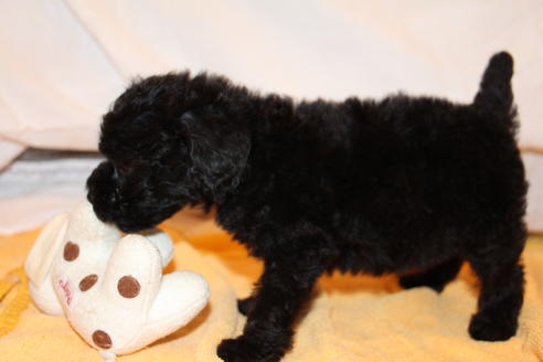 成約済の愛知県のトイプードル-34341の3枚目