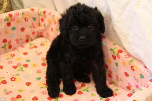 成約済の愛知県のトイプードル-34341の2枚目