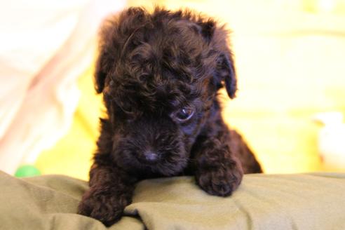 成約済の愛知県のトイプードル-34341の1枚目