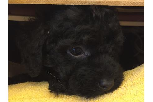 成約済の愛知県のトイプードル-34344の5枚目