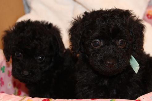 成約済の愛知県のトイプードル-34344の4枚目