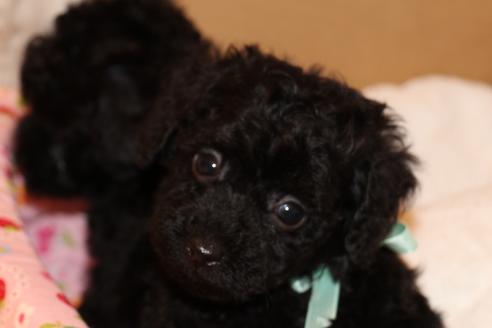 成約済の愛知県のトイプードル-34344の3枚目