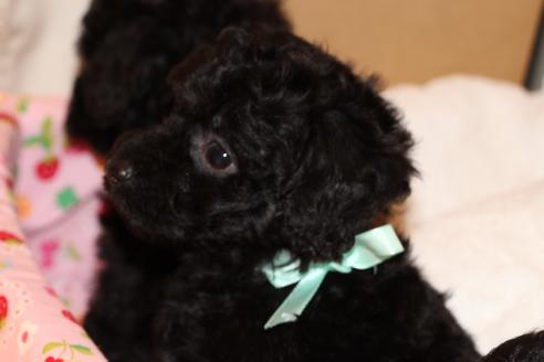 成約済の愛知県のトイプードル-34344の2枚目