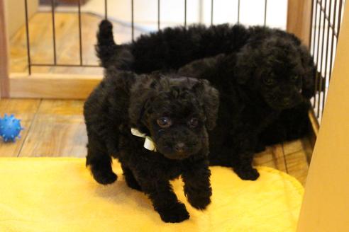 成約済の愛知県のトイプードル-34344の1枚目