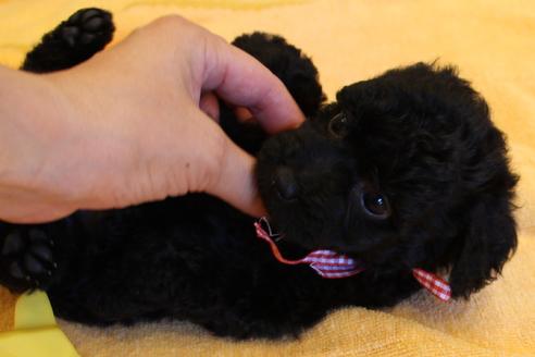 成約済の愛知県のトイプードル-34345の5枚目