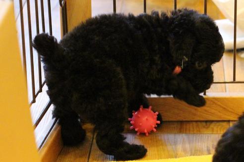 成約済の愛知県のトイプードル-34345の3枚目