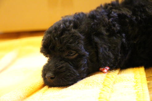 成約済の愛知県のトイプードル-34345の2枚目