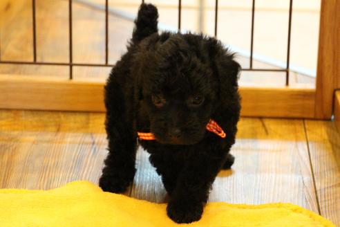 成約済の愛知県のトイプードル-34345の1枚目