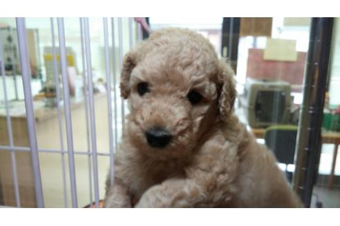 成約済の滋賀県のスタンダードプードル-35343の2枚目